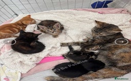 Domestic Shorthair cats for sale: Adorable kittens for sale  - Image 12