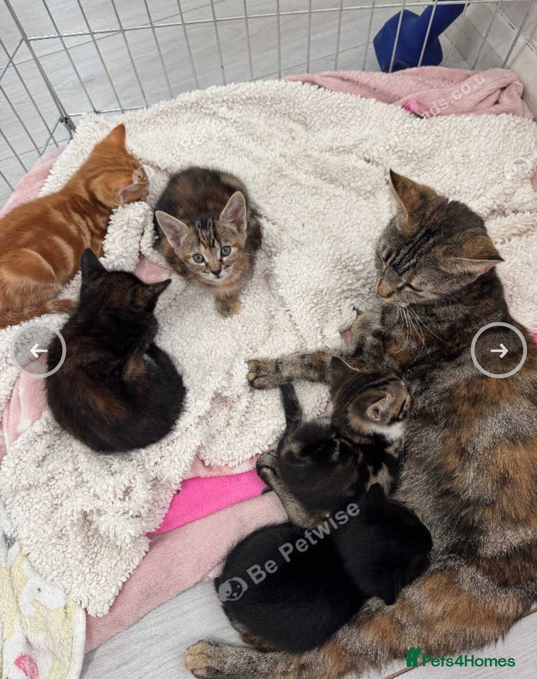 Domestic Shorthair cats for sale: Adorable kittens for sale  - Image 12