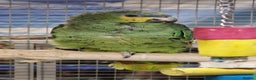 Parrots birds for sale: X BIRDS/PARAKEETS/PARROTS AVAILABLE X - Advert 13