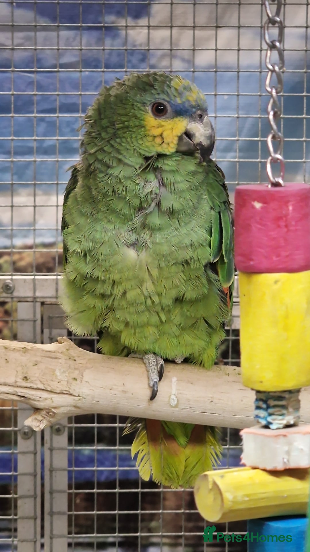 Parrots birds for sale: X BIRDS/PARAKEETS/PARROTS AVAILABLE X - Image 17