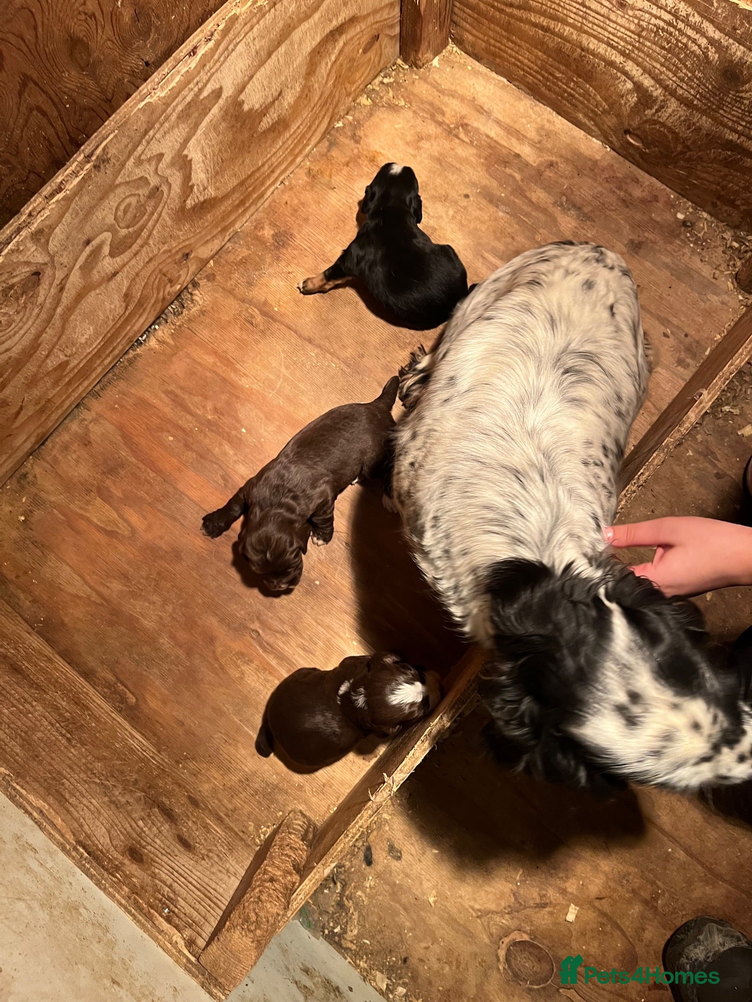 Cocker Spaniel dogs Working kc registered pups - Advert 1