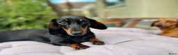 Miniature Dachshund dogs for sale: Gorgeous miniature dachshund boy - Advert 1