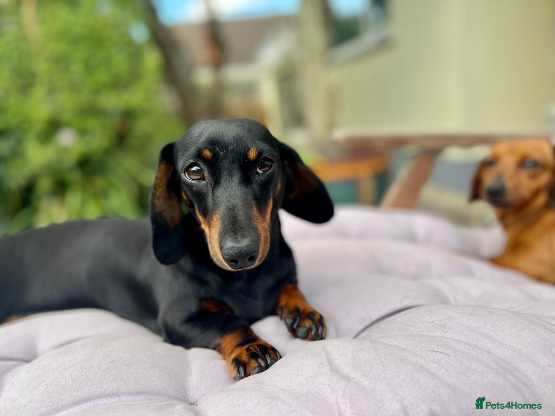 Miniature Dachshund dogs for sale: Gorgeous miniature dachshund boy - Advert 1
