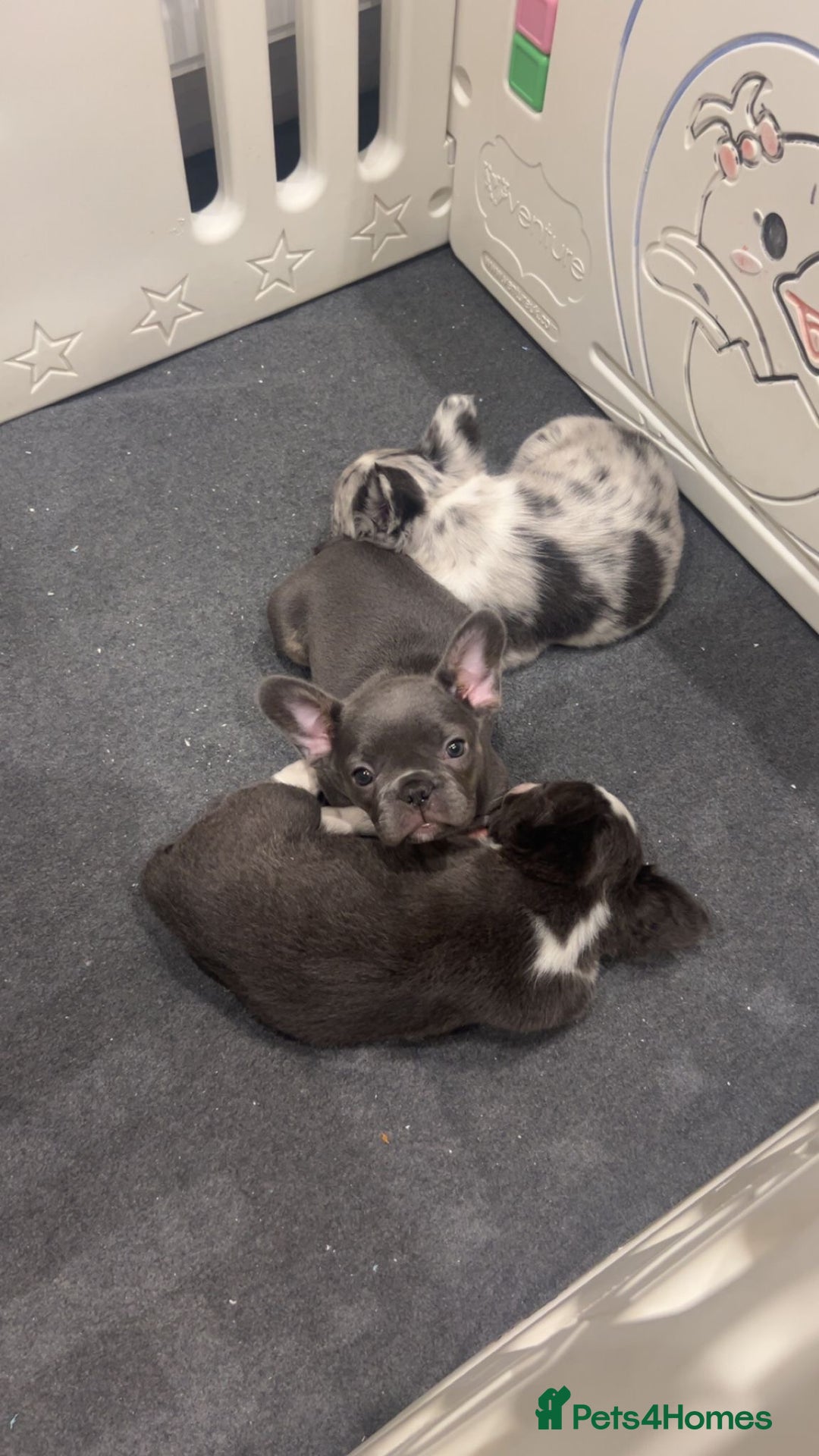 French Bulldog dogs for sale: Two, 10 Week Fluffy French Bulldogs  - Advert 23