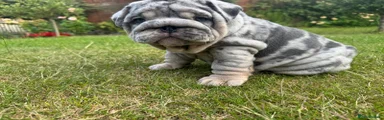 English Bulldog 2