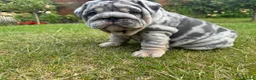 English Bulldog dogs for sale: 007 puppies available now! 🔥 - Advert 3