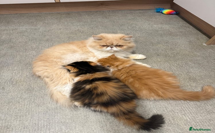 Persian cats - Advert 8