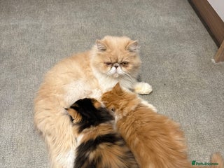 Persian cats - Advert 12