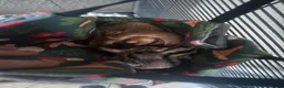 Sugar Glider rodents for sale: 3 sugar gliders + enclosure + toys/hammocks ect  in Chesterfield - Advert 2