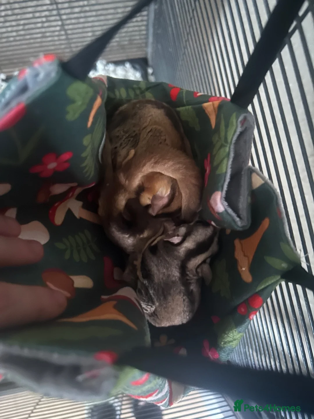 Sugar Glider rodents for sale: 3 sugar gliders + enclosure + toys/hammocks ect  in Chesterfield - Advert 2