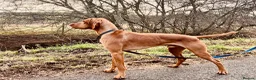 Hungarian Vizsla dogs for sale: Crufts Best in Show & Elite working Bloodlines - Advert 9