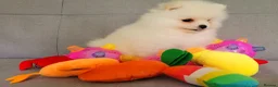 Pomeranian dogs for sale: Stunning KC Pomeranian Puppies for sale - Advert 13