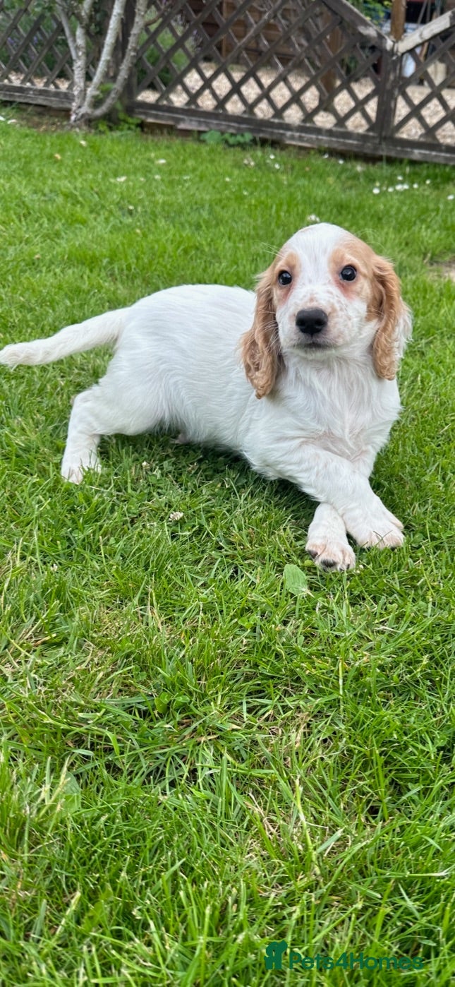 Cocker Spaniel dogs Working cocker spaniel puppy - Advert 2