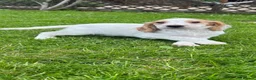 Cocker Spaniel dogs for sale: Working cocker spaniel puppy - Advert 2