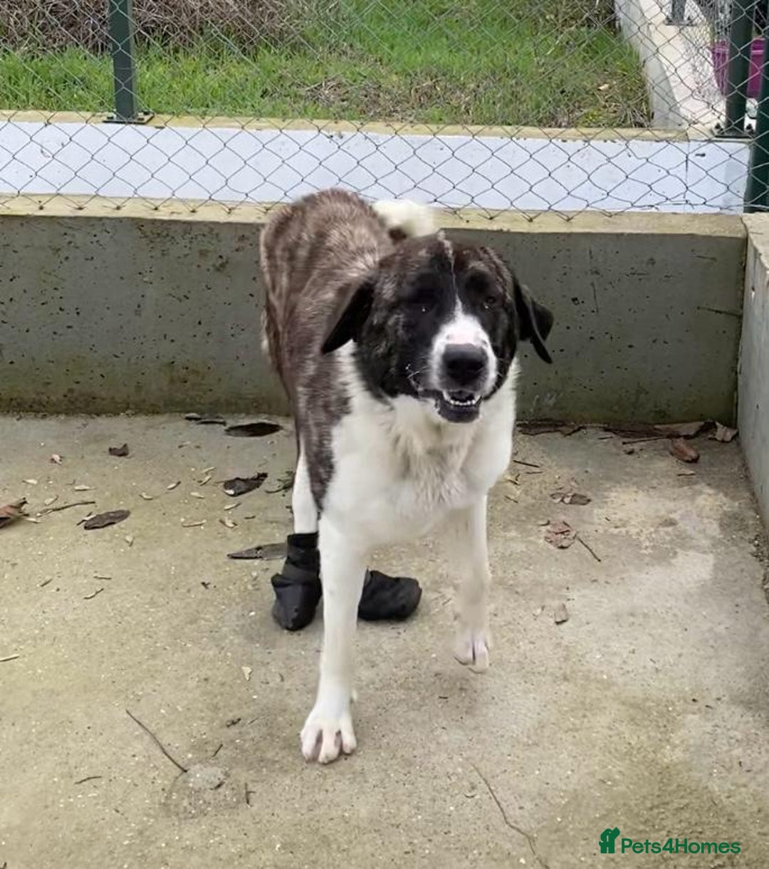 Mixed Breed dogs for adoption: Betty Boop, 3-4 yrs. Available for adoption. - Advert 6