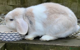Mini Lop rabbits for sale: Minilops male and female  - Advert 12