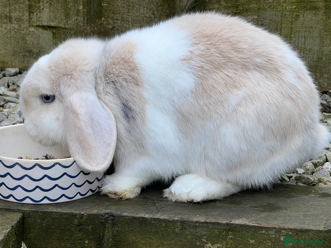 Mini Lop rabbits for sale: Minilops male and female  - Advert 12