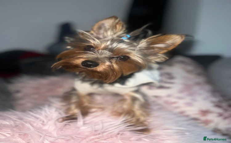 Yorkshire Terrier dogs - Advert 1