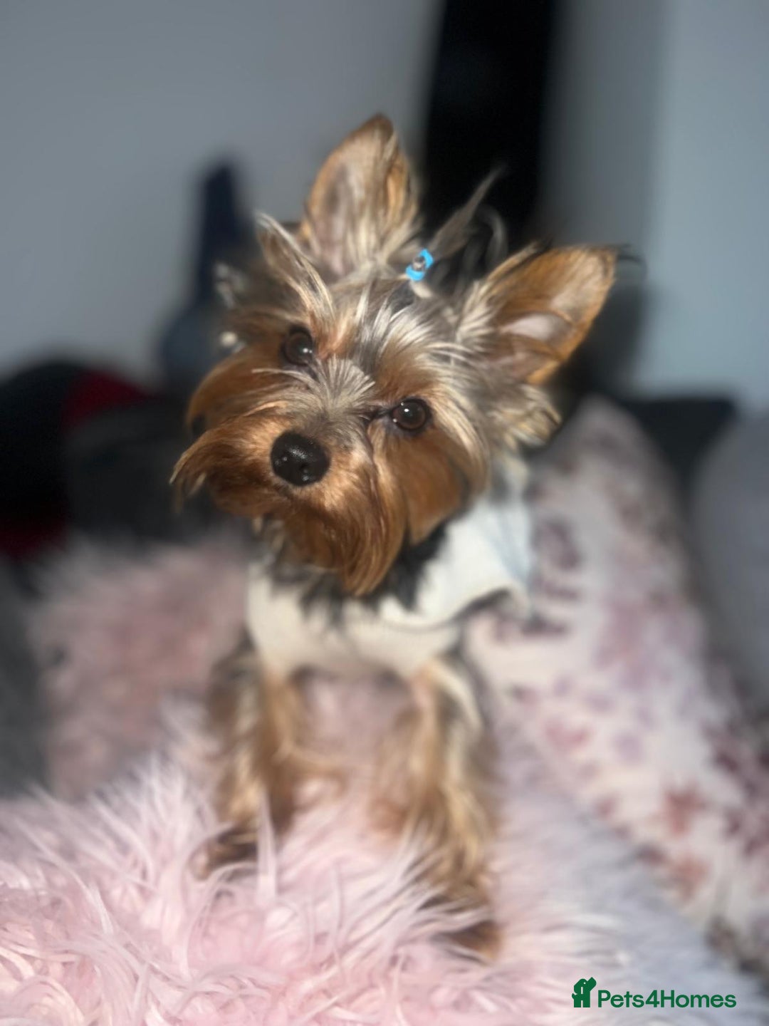 Yorkshire Terrier dogs for stud: 💙Proven Toy Yorkshire Terrier for Stud💙 - Image 1
