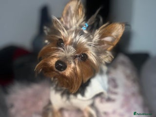 Yorkshire Terrier dogs - Advert 1