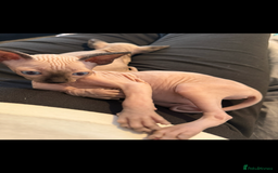 Sphynx cats for sale: sphynx canadian kittens ready to leave now  - Image 8