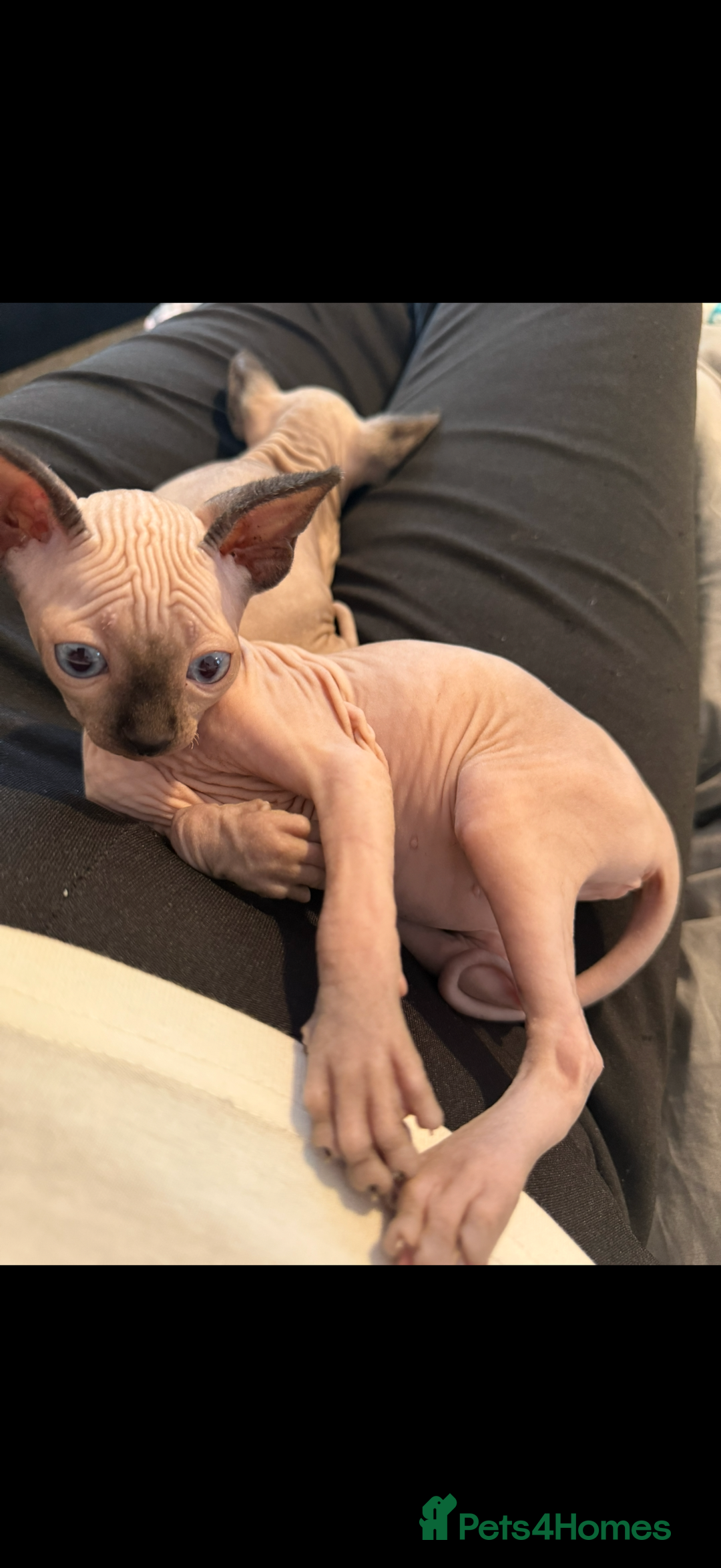 Sphynx cats for sale: sphynx canadian kittens ready to leave now  - Image 8
