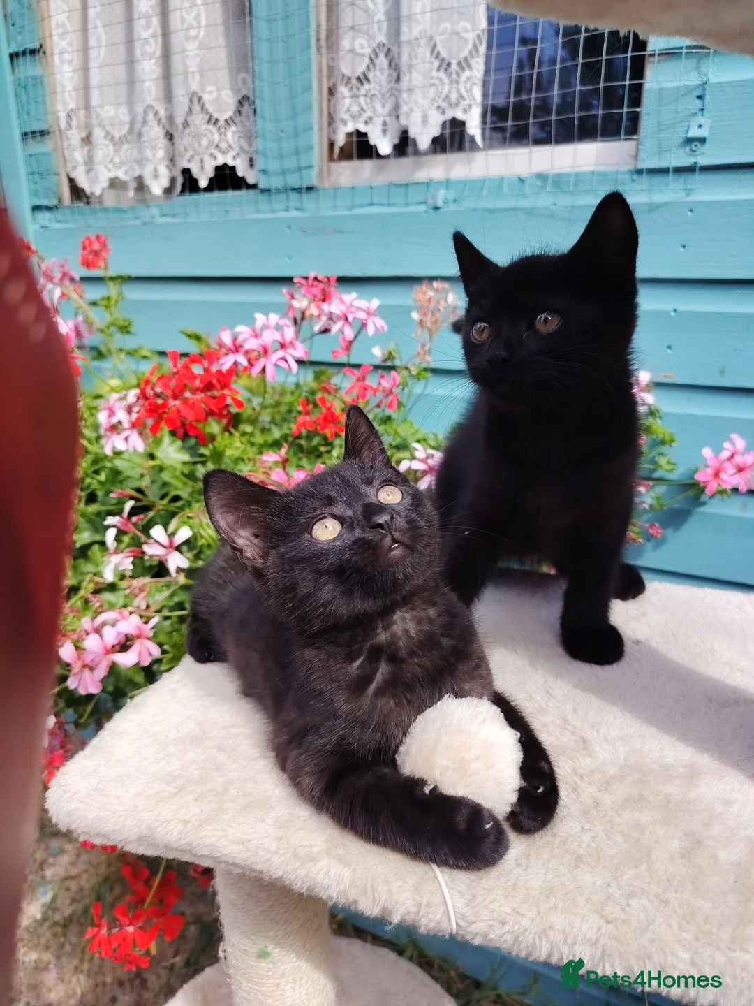 British Shorthair cats for sale: Beautiful kitten - Advert 1