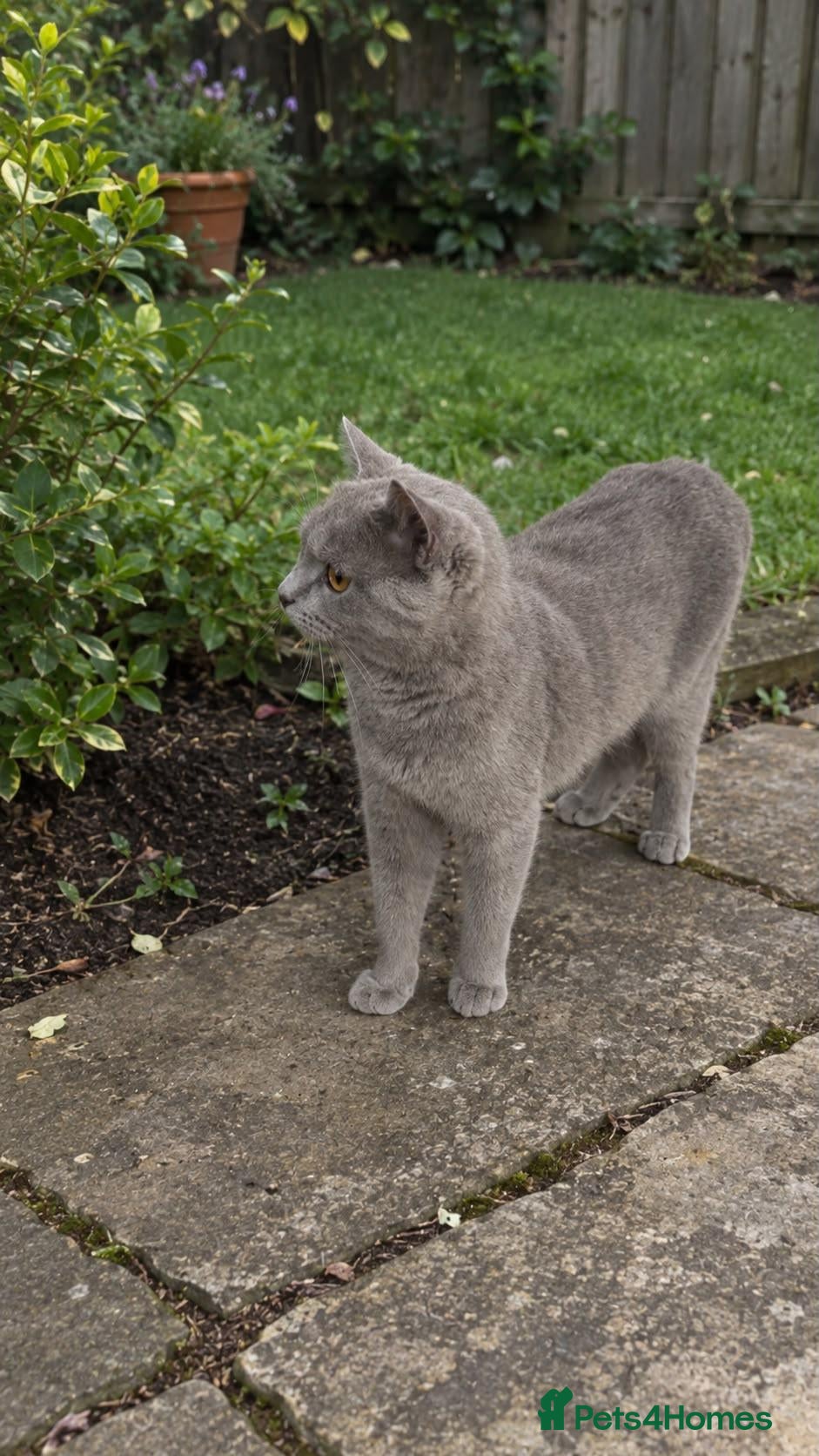British Shorthair cats Solid Blue BSH Kittens for sale - Advert 9