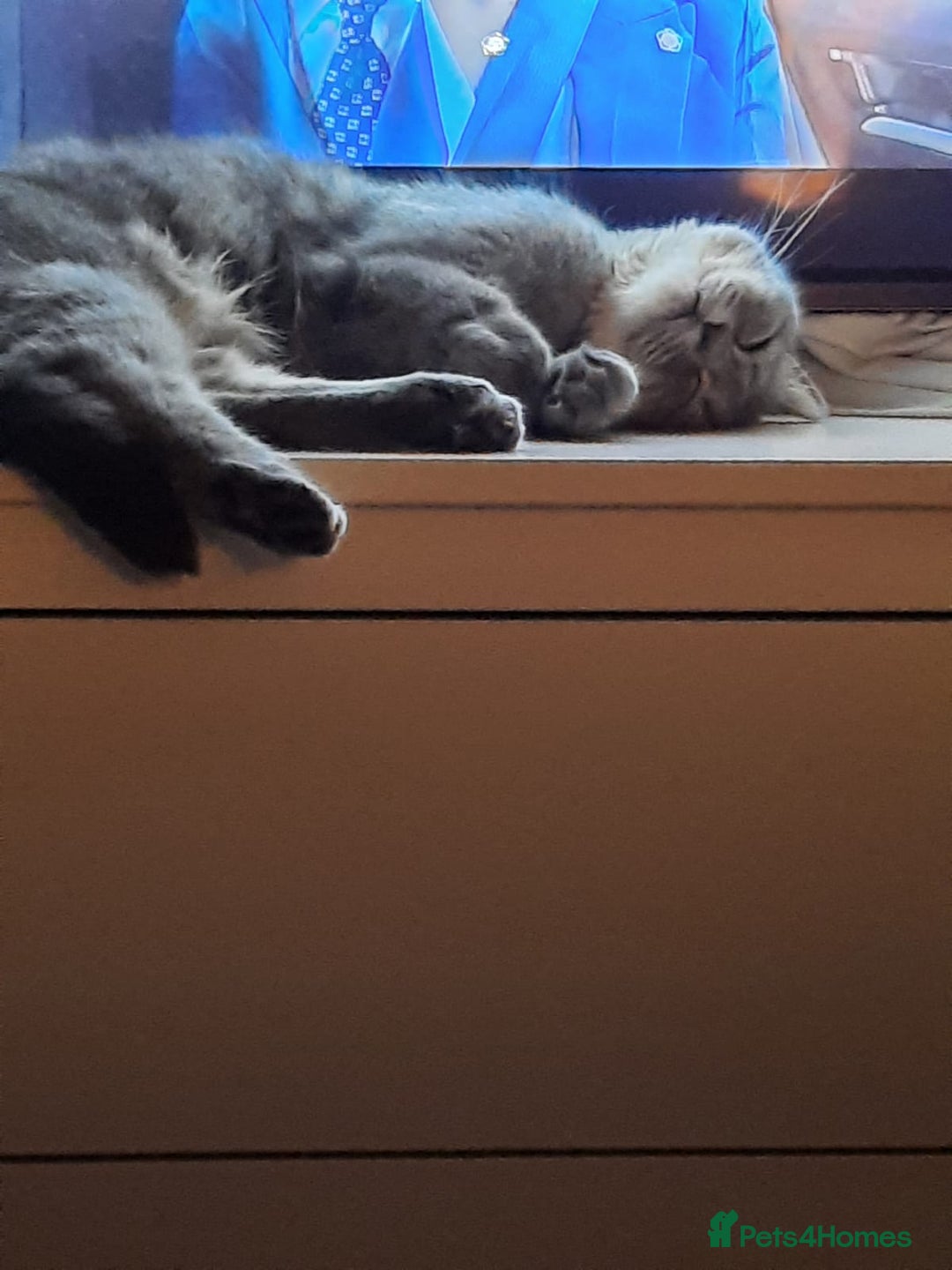 Mixed Breed cats for sale: Baby Amlah looking for his forever home! - Advert 6