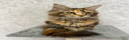 Maine Coon cats for sale: Stunning Purebred TICA Reg Maine Coon Kittens in London - Advert 6