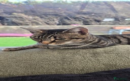 Mixed Breed cats for sale: 6 beautiful kittens - Image 2