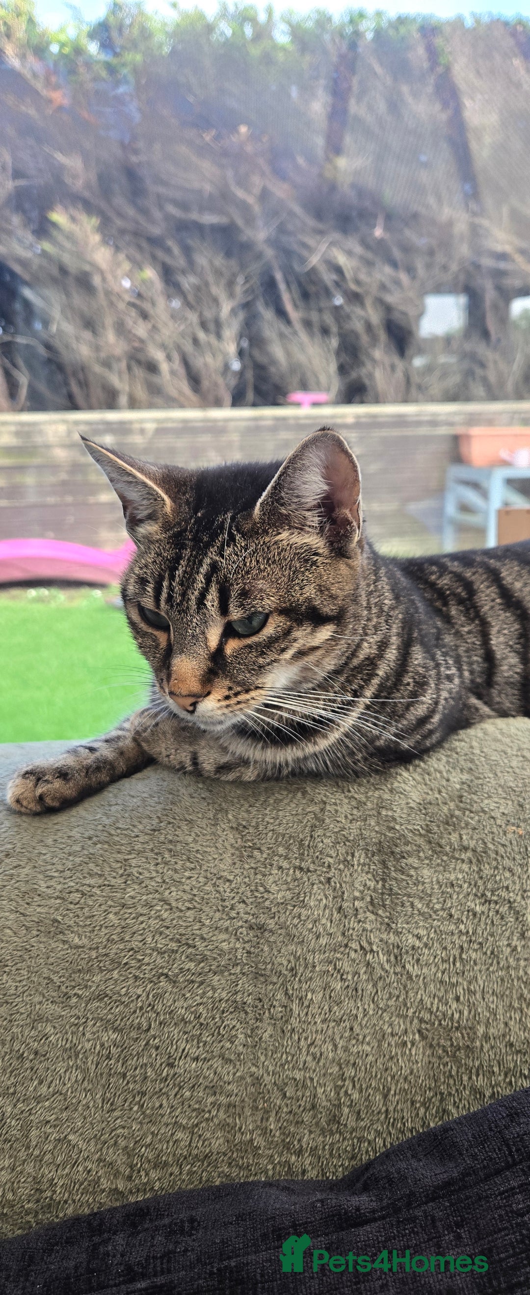 Mixed Breed cats for sale: 6 beautiful kittens - Image 2