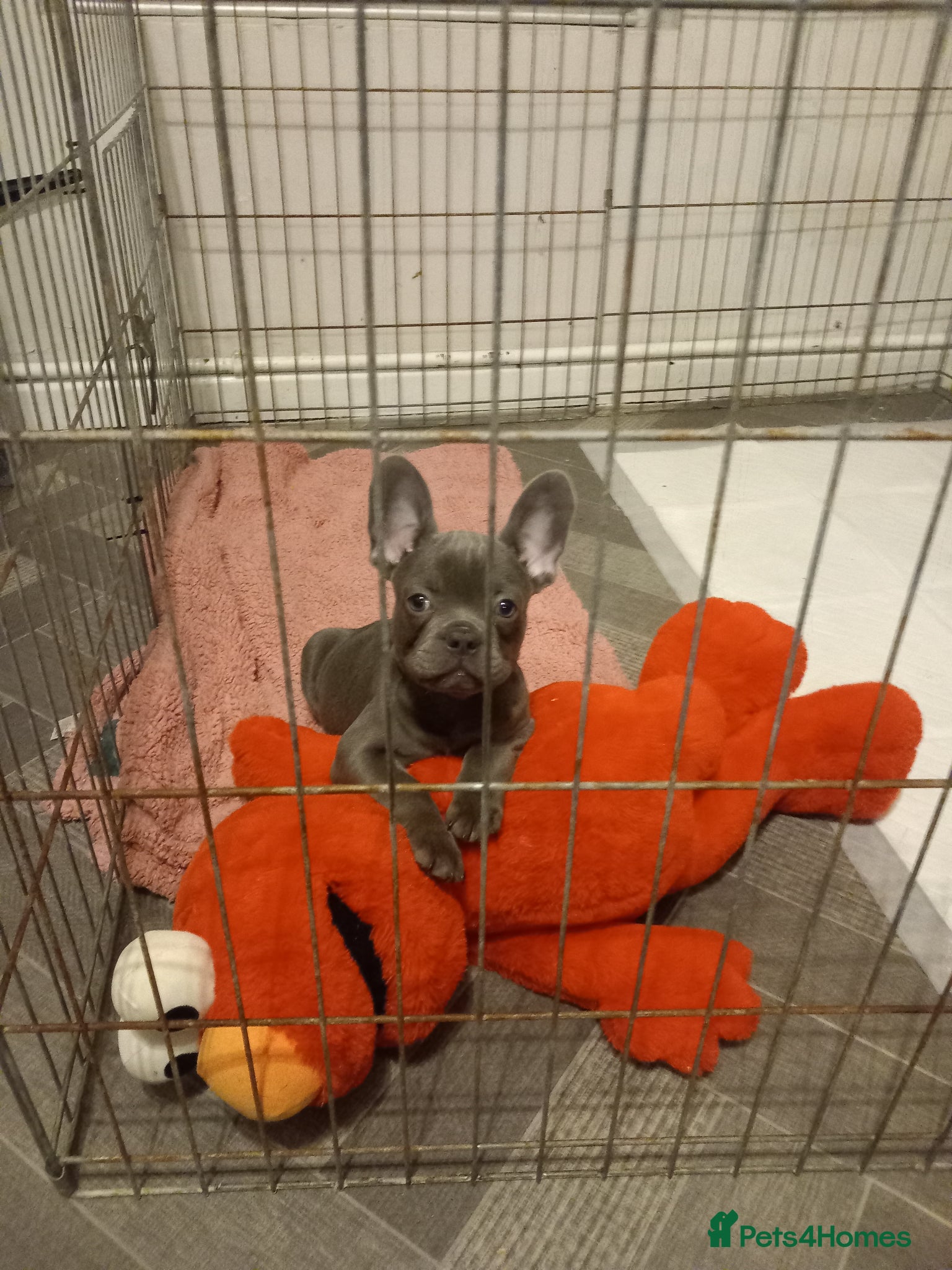 French Bulldog dogs ALL LILAC BOY BECOME AVAILABLE - Advert 10