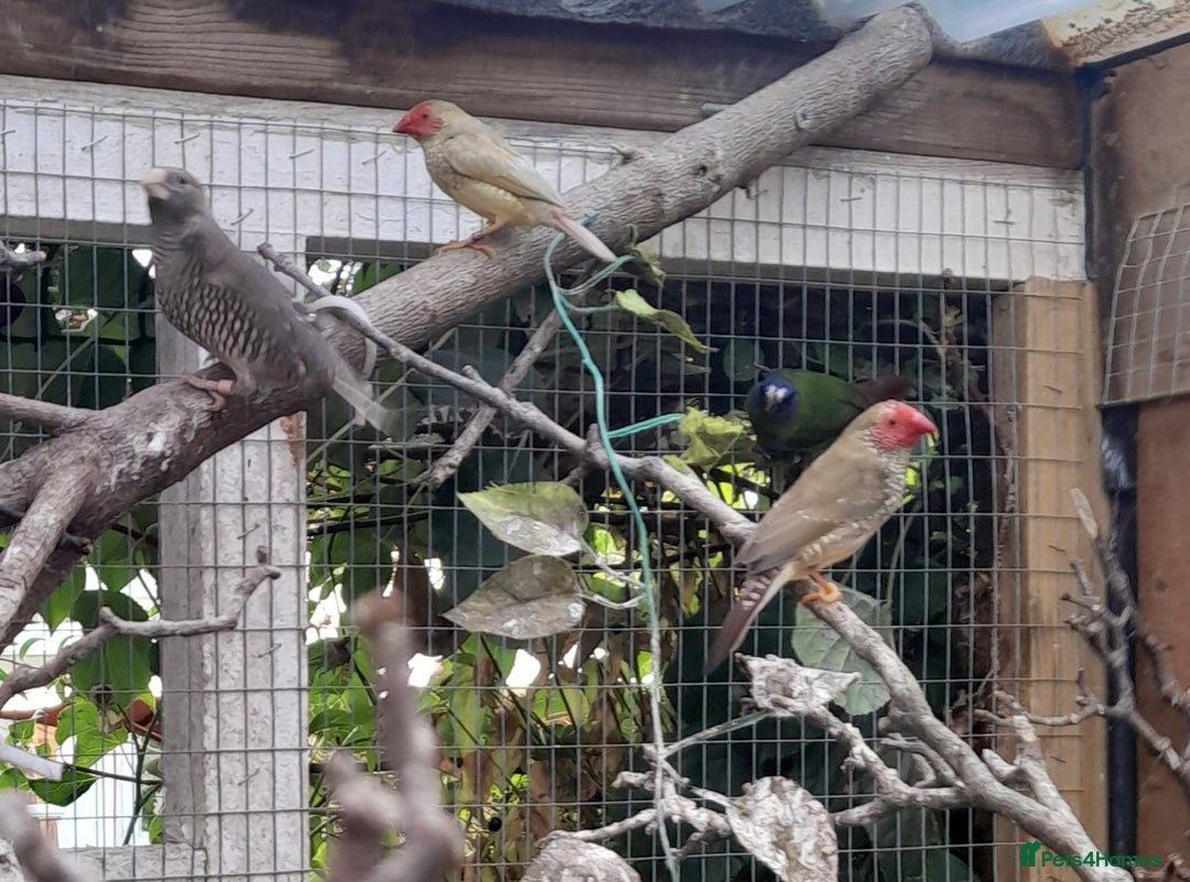 Finches birds for sale: Mixed aviary for sale.  - Image 6