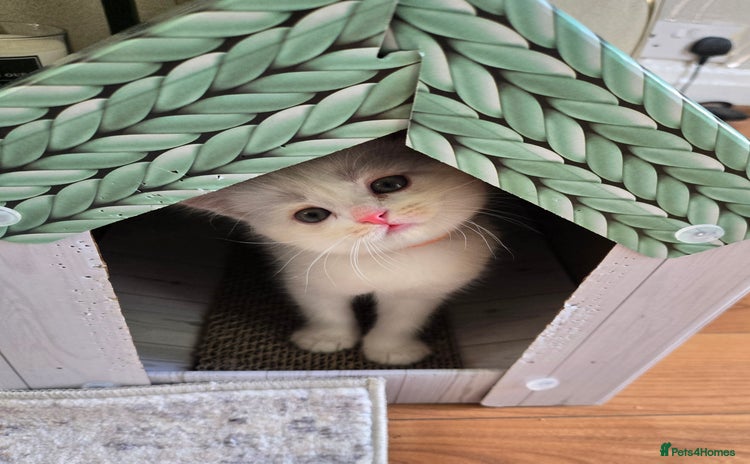 British Shorthair cats - Advert 10