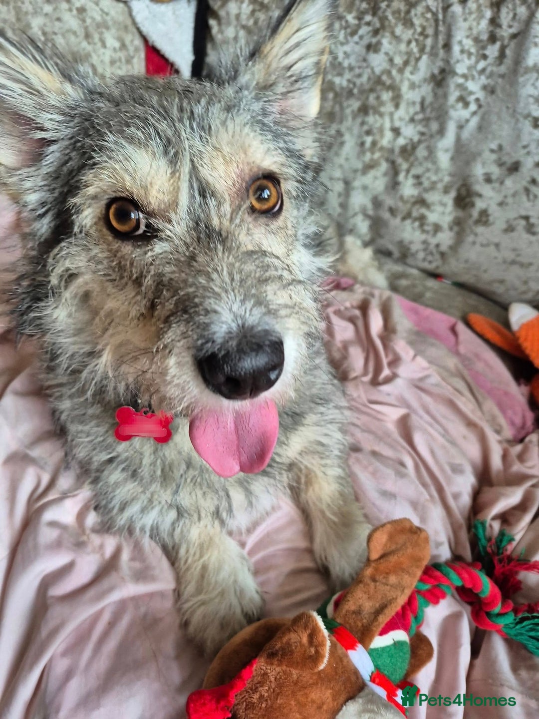 Mixed Breed dogs for adoption: 💙🐶SCRUFFY- A LITTLE LAD WITH A BIG HEART 💙🐶 - Advert 8