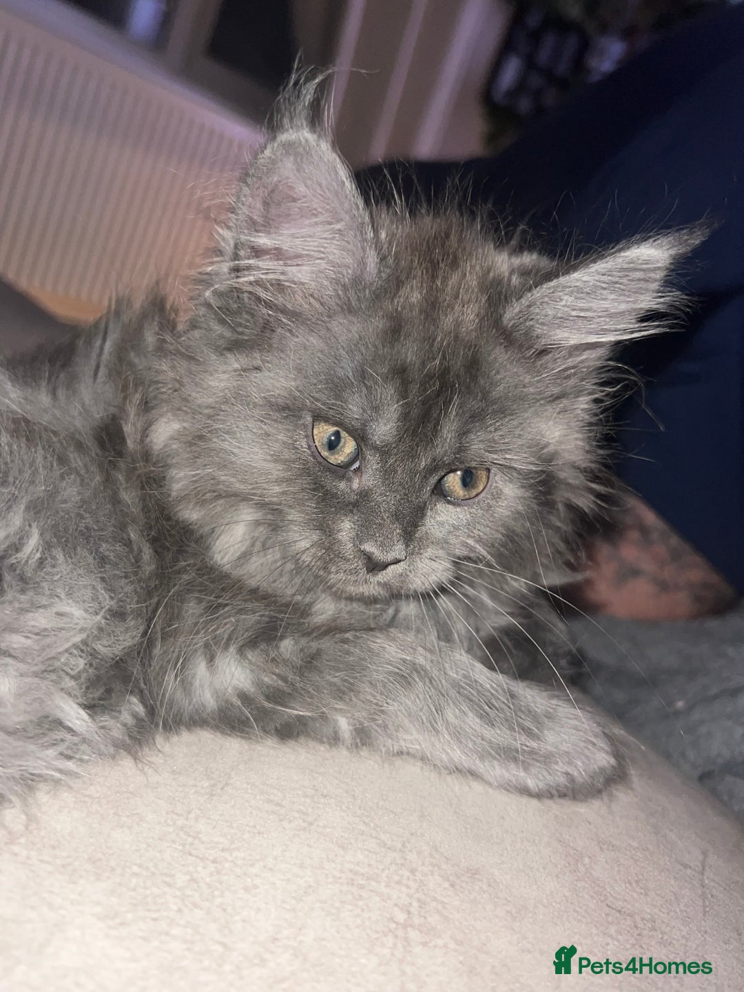Maine Coon cats for sale: 2 odd eye male Mainecoon and 1 female smoke kitten - Advert 20