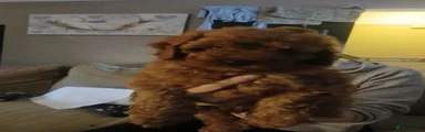 Labradoodle 1