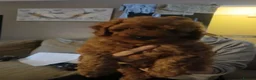 Labradoodle dogs for sale:  2 Gorgeous Miniature Labradoodle Girls - Advert 7