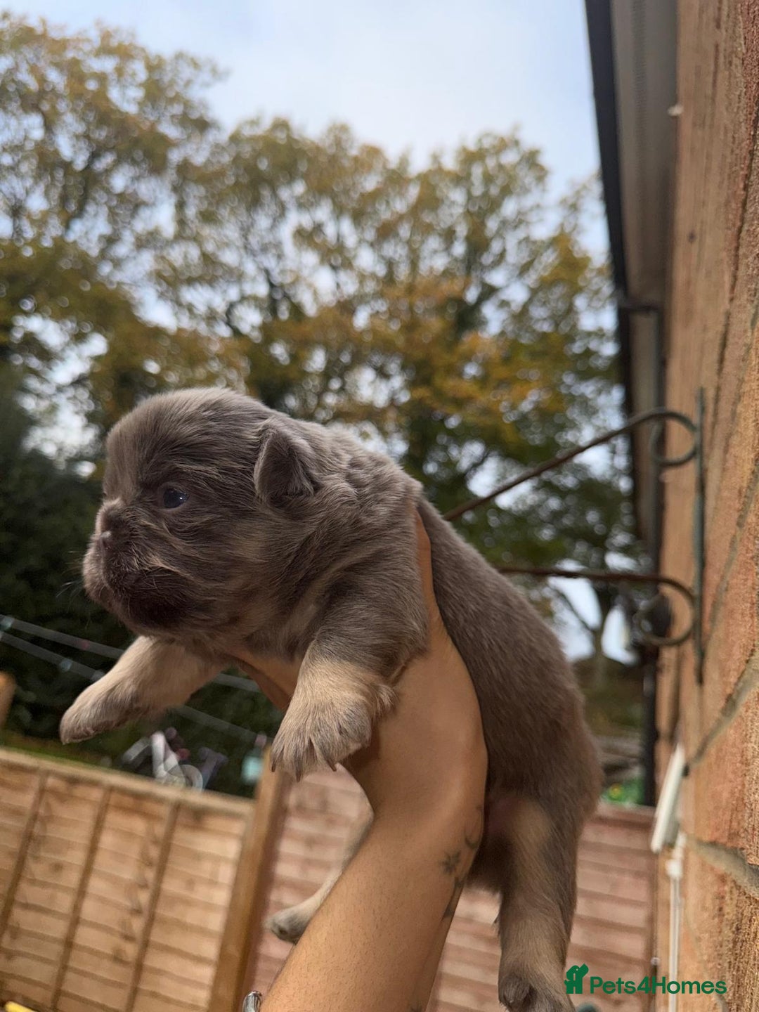French Bulldog dogs for sale: Lilac & tan fluffies/ **  - Advert 13