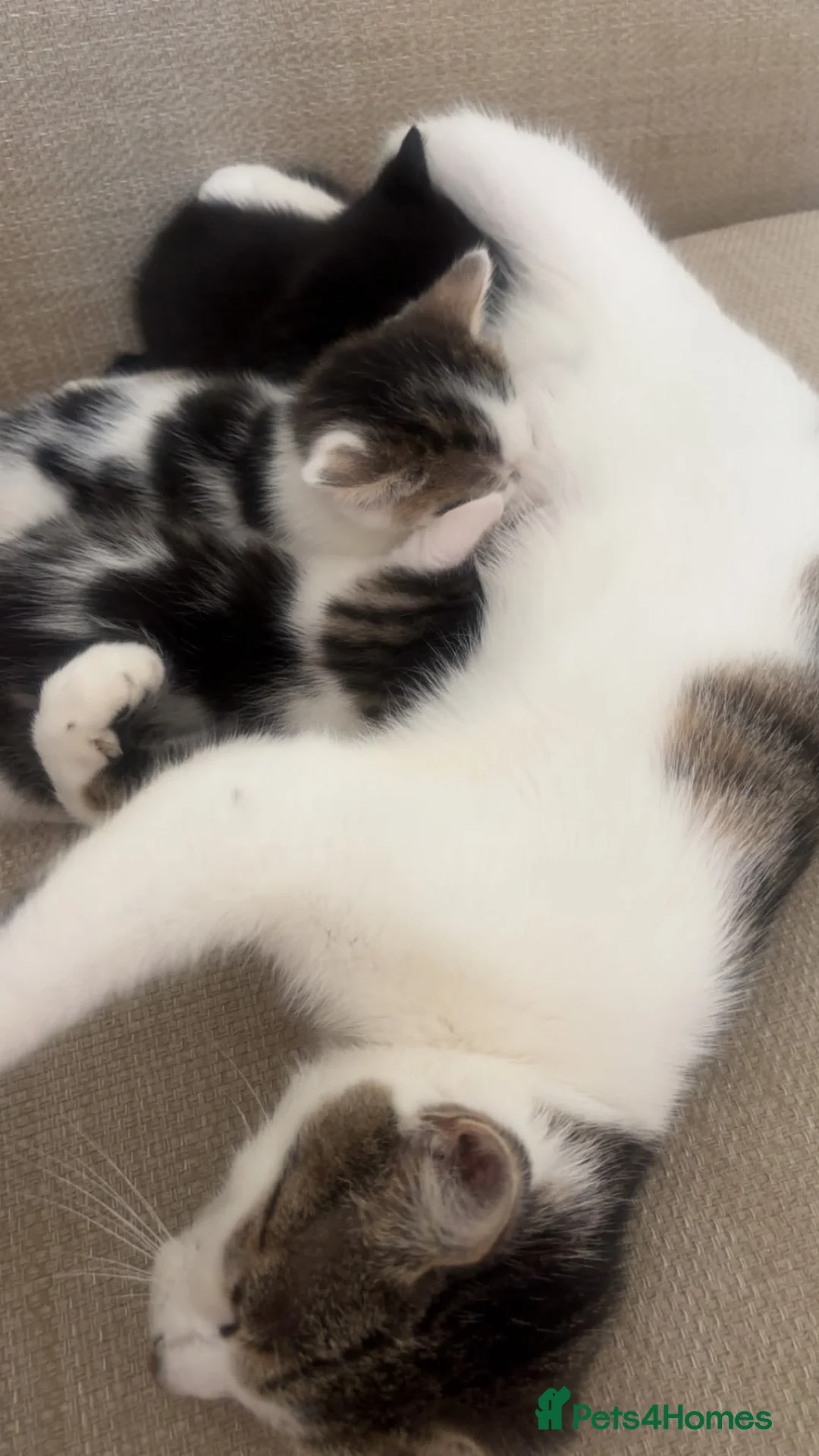 Mixed Breed cats for sale: Boys cats  in Rugby - Advert 1