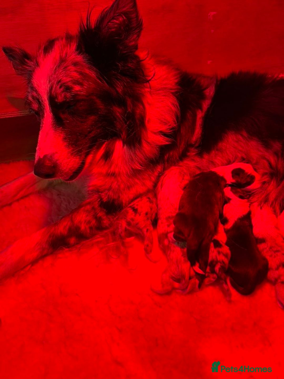 Border Collie dogs for sale: Stunning Border Collie Puppies - Image 12