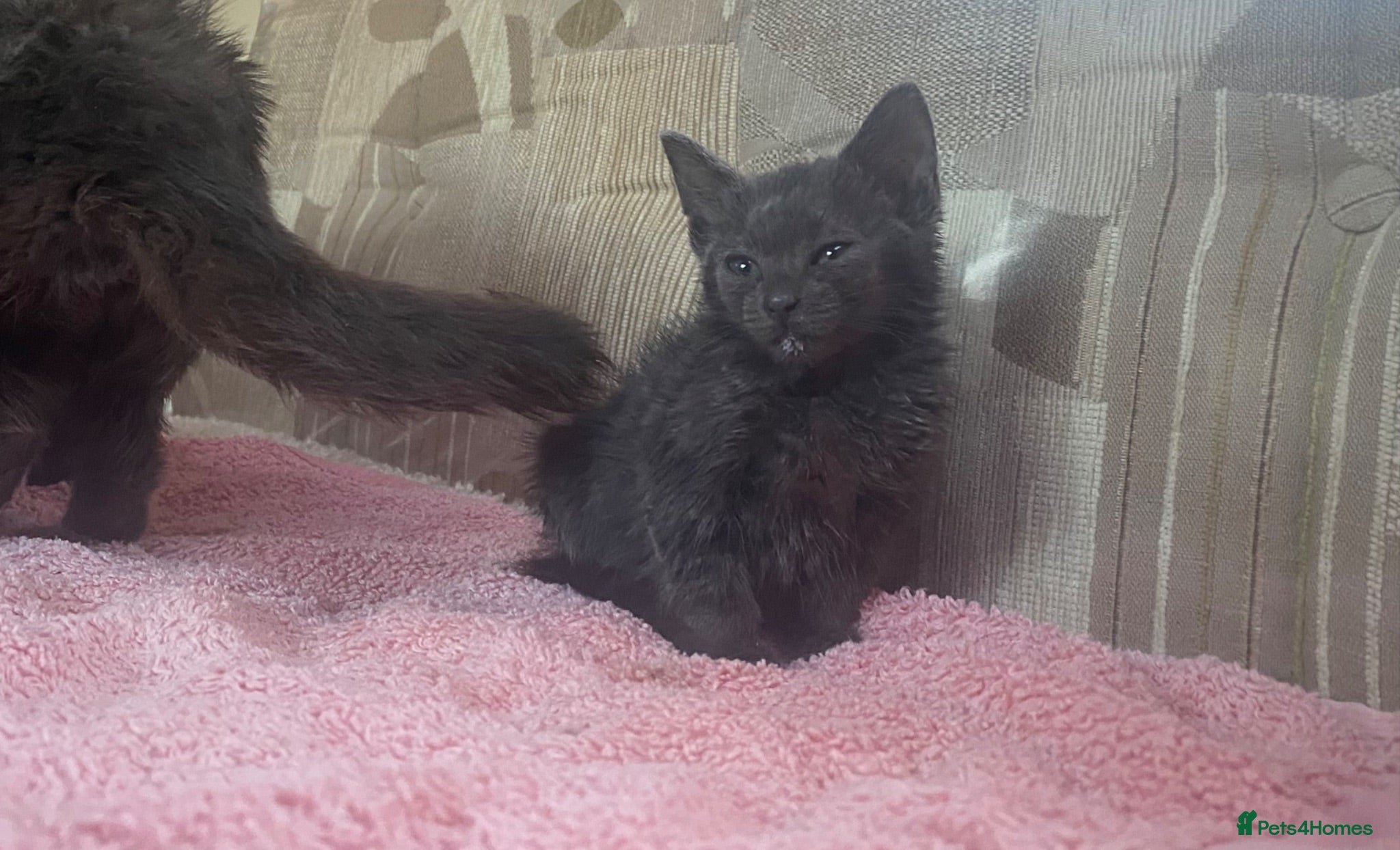 British Shorthair cats Kittens for. Sale  - Advert 13