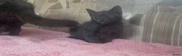 British Shorthair cats for sale: Kittens for. Sale  in Ashbourne - Advert 3
