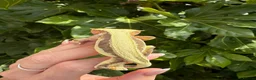 Gecko reptiles for sale: Lily white crested gecko  - Advert 5