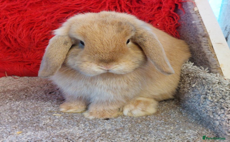 Mini Lop rabbits - Advert 1