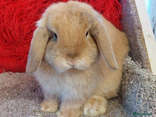 Mini Lop rabbits - Advert 1