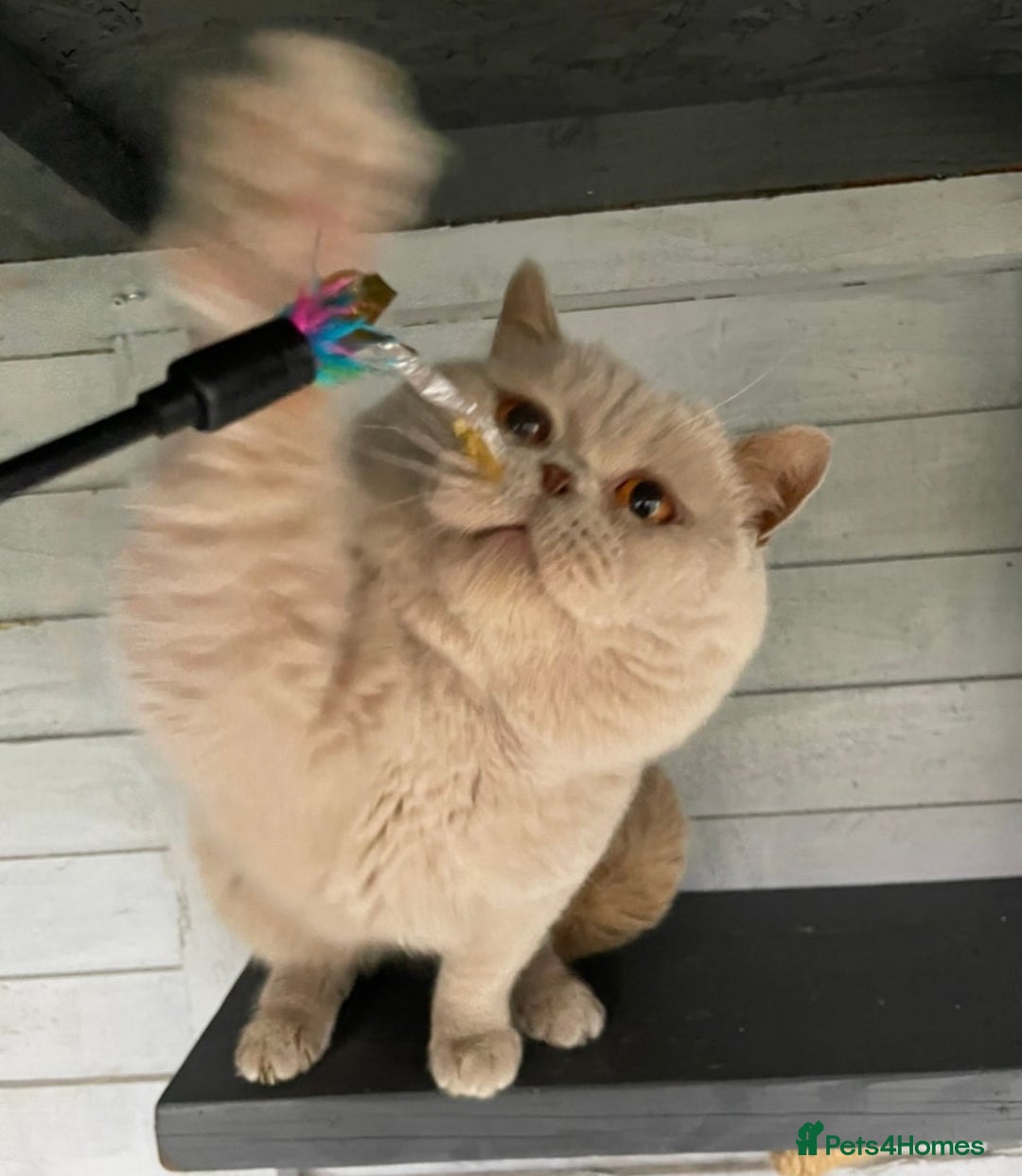 British Shorthair cats for sale: 5 chunky British shorthair kittens for sale  - Advert 11