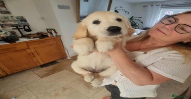 Golden Retriever dogs - Advert 4