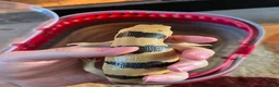 Skink reptiles for sale: Peter’s Banded Skinks + Set Ups in Wakefield - Advert 7
